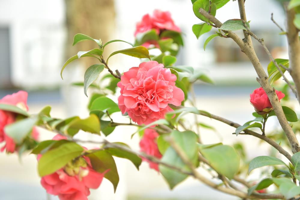 2ea******41534f4db4b93c5aef58922c.JPG